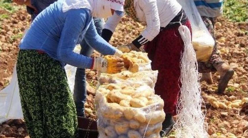 Ge&ccedil;en Yıl Altın Olan Patates Bu Yıl Pul Oldu