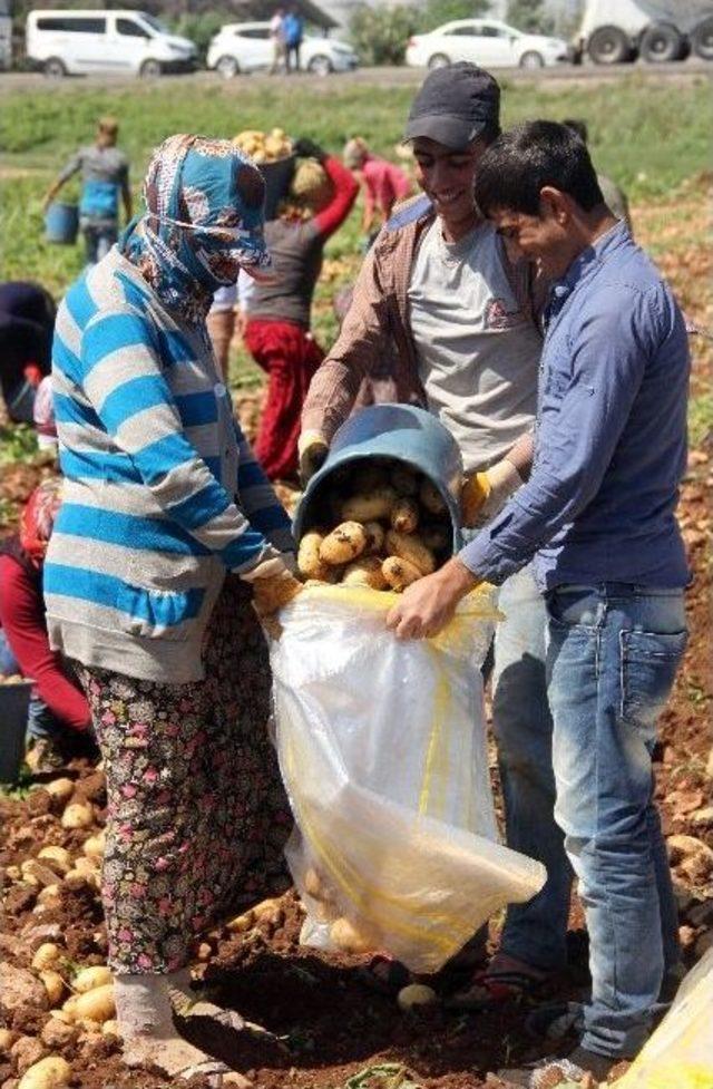 Geçen Yıl Altın Olan Patates Bu Yıl Pul Oldu