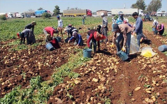 Geçen Yıl Altın Olan Patates Bu Yıl Pul Oldu