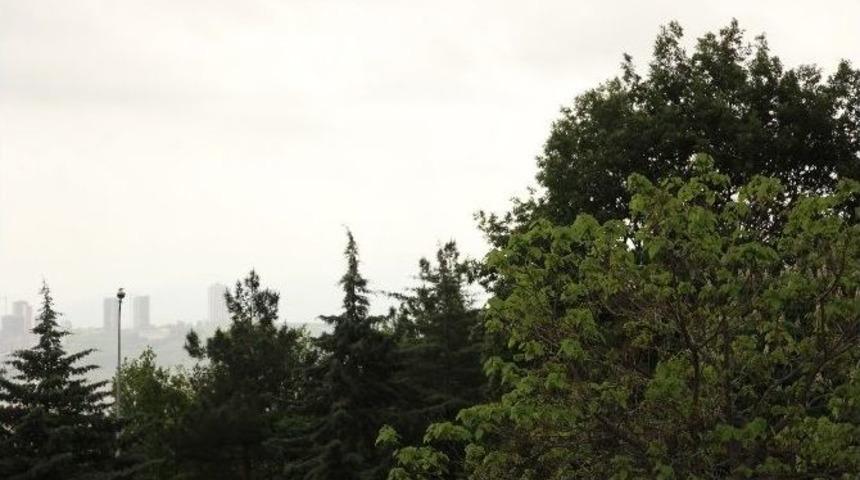 Polen Alerjisine Dikkat