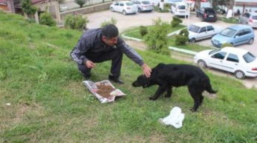 Yıldırım: "hayvana Şiddet &Uuml;st Seviyelerde"
