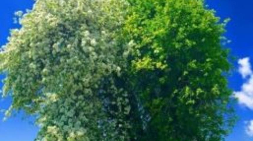 Yarısı Alı&ccedil; Yarısı Armut Olan Ağa&ccedil; G&ouml;renleri Şaşırtıyor