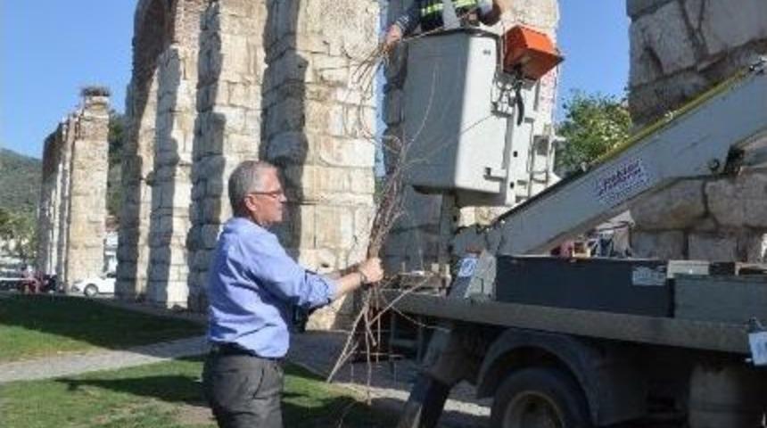 Halkalı İki Leylek İlk Kez &Ccedil;ift Oluşturdu