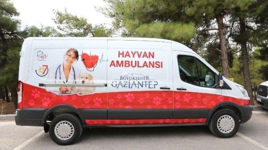 B&uuml;y&uuml;kşehir Sokak Hayvanlarına Sahip &Ccedil;ıkıyor