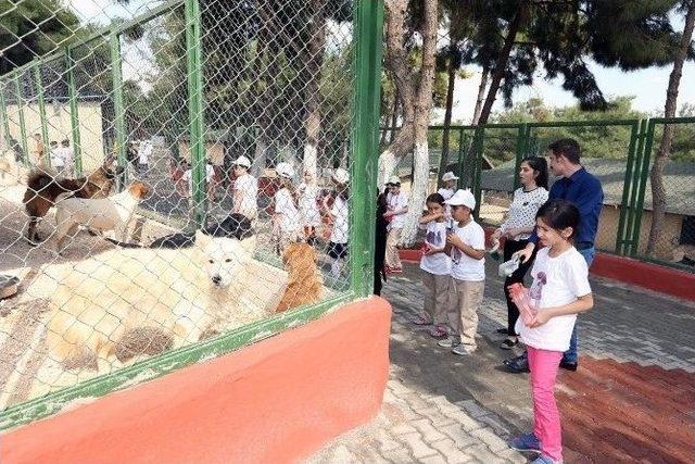 Büyükşehir Sokak Hayvanlarına Sahip Çıkıyor