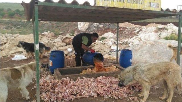 Büyükşehir Sokak Hayvanlarına Sahip Çıkıyor