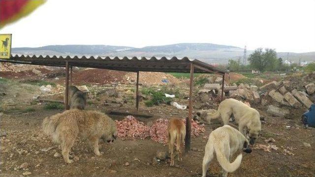 Büyükşehir Sokak Hayvanlarına Sahip Çıkıyor