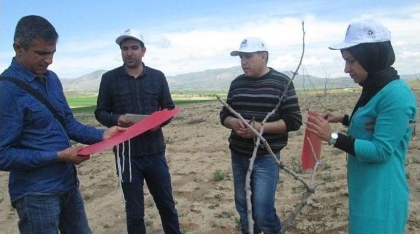 B&ouml;cek Pop&uuml;lasyonları İ&ccedil;in Feromon Tuzakları Kuruldu