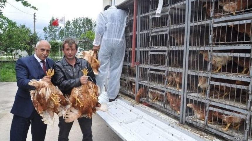 Bu Tavuklar Altın Yumurtlayacak