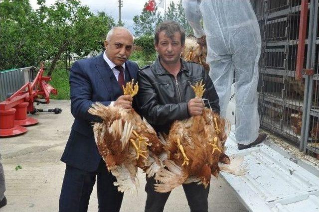 Bu Tavuklar Altın Yumurtlayacak 1