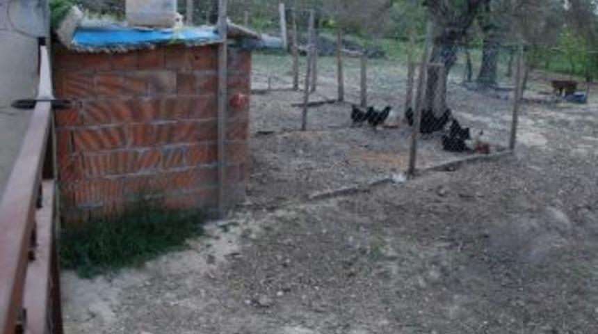 &Ccedil;uvalla 200 Tavuk &Ccedil;alındı