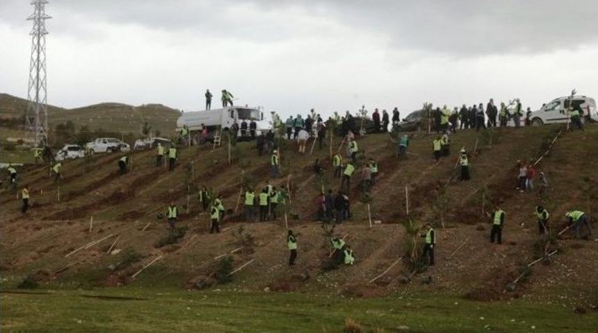 İpekyolu İl&ccedil;esinde 50 Bin Ağacın Dikimine Başlandı