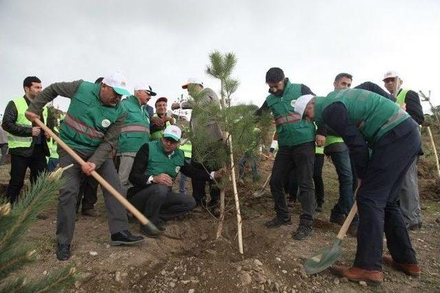 İpekyolu İlçesinde 50 Bin Ağacın Dikimine Başlandı