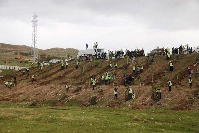 İpekyolu İlçesinde 50 Bin Ağacın Dikimine Başlandı