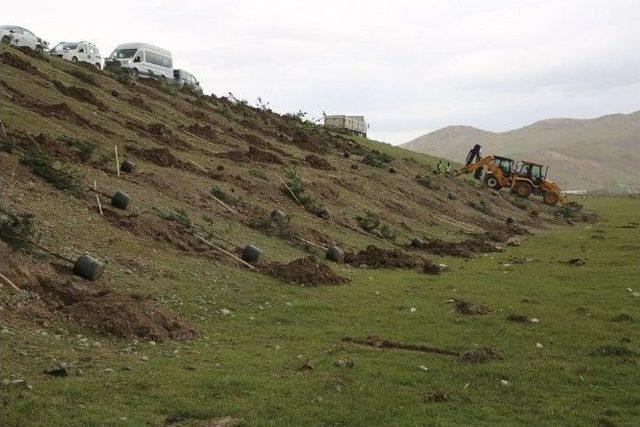 İpekyolu İlçesinde 50 Bin Ağacın Dikimine Başlandı