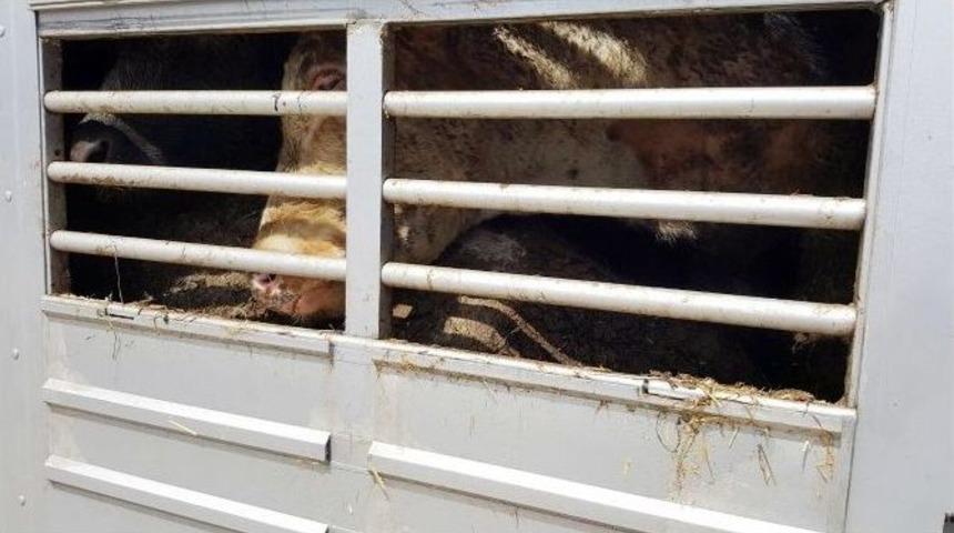 (&ouml;zel Haber) Bel&ccedil;ika&rsquo;da Verilen Yanlış Evrak Y&uuml;z&uuml;nden Mahsur Kaldılar