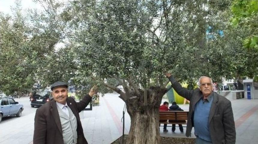 Nisan Yağmurları Zeytinde Umudu Artırdı