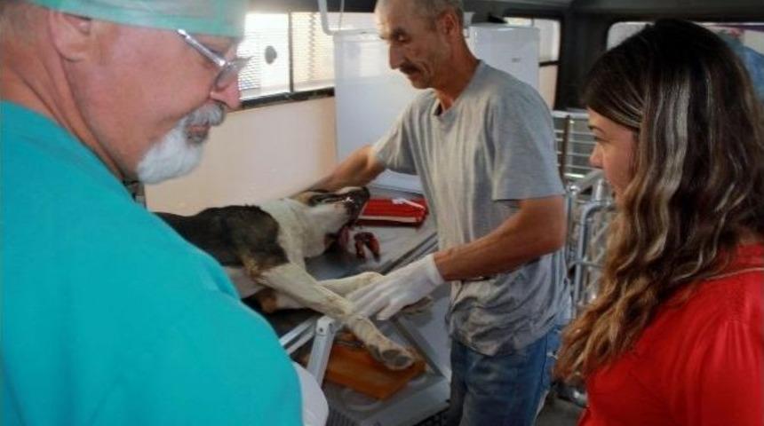 Yenişehir&rsquo;de Sahipsiz Sokak Hayvanları Kısırlaştırıldı