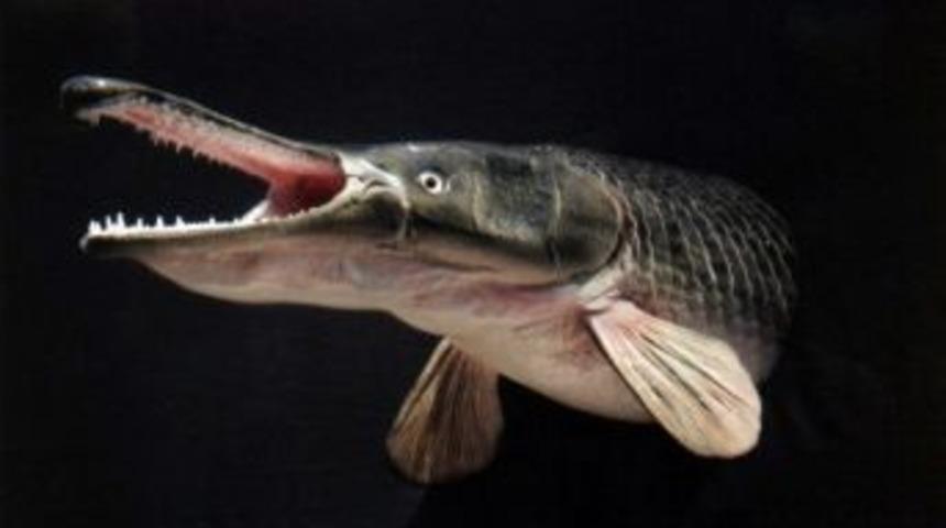 Timsah Balığına B&uuml;y&uuml;k İlgi