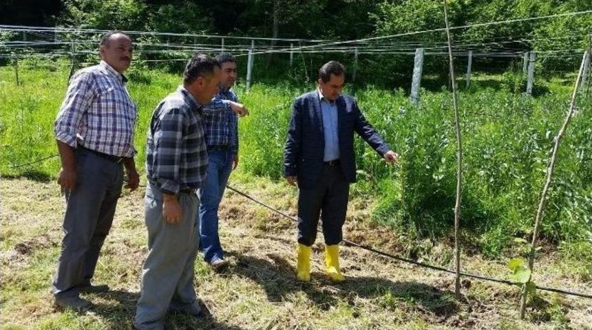 Bartın&rsquo;da Organik Tarım Gelişiyor