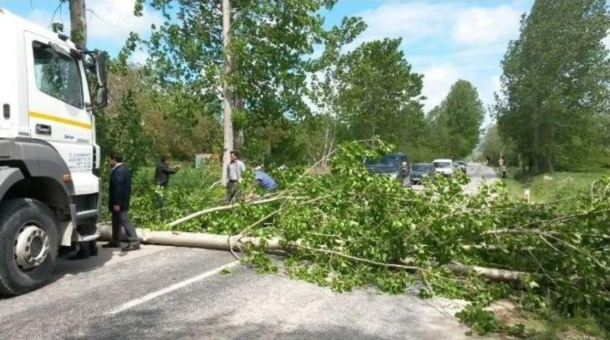 Ağa&ccedil; Yola Devrildi