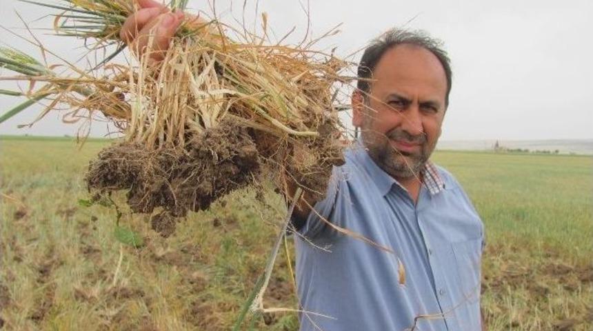 G&uuml;neydoğunun Tahıl Ambarını Kuraklık Vurdu