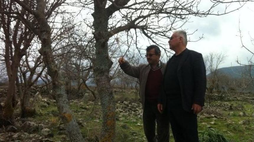 Yunusemre&rsquo;de Ağa&ccedil;lar Aşılanıyor