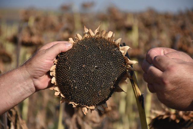 Trakya'da yağmurlar, ayçiçeğindeki verimi yüzde 50 artırdı