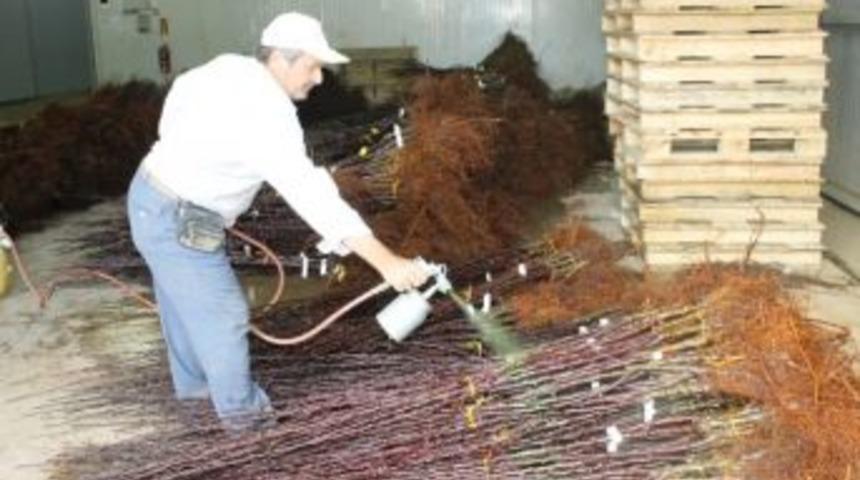 Meyve Fidanı İhracatında T&uuml;rki Cumhuriyetler Başı &Ccedil;ekiyor