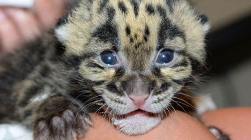 Yavru leopar ilk kez ortaya &ccedil;ıktı