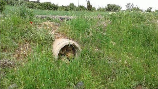 Askerin Dikkati Faciayı Önledi