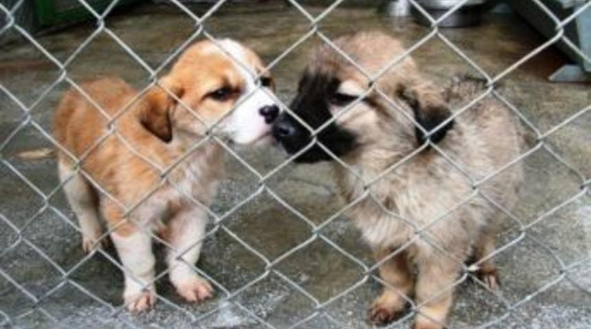 İzmit Belediyesi Ev Ve S&uuml;s Hayvanları Satıcılarına Eğitim Verecek