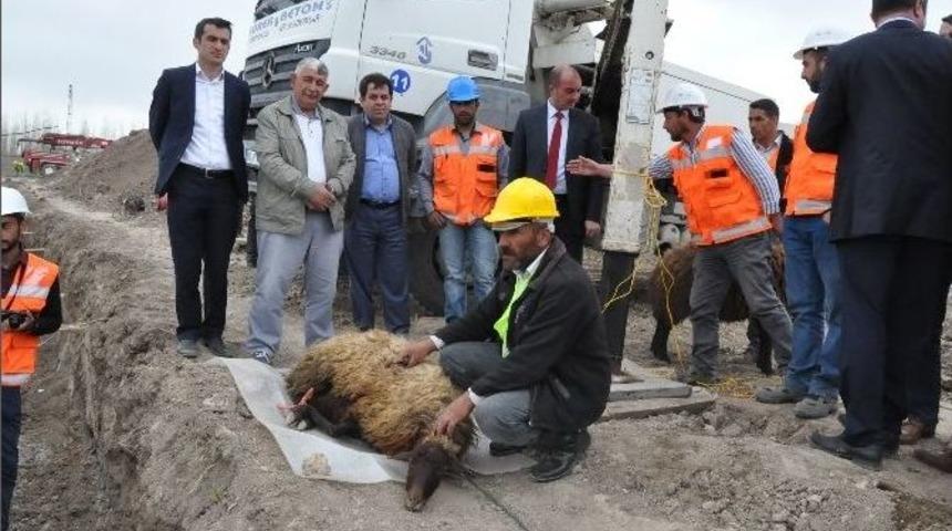 Patnos Belediyesi Canlı Hayvan Pazarı&rsquo;nın Temelini Attı