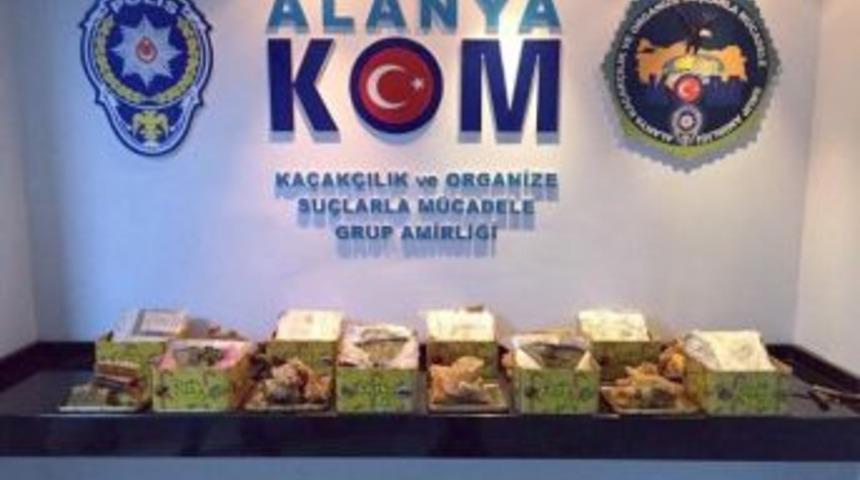 Bal Kutusundan 8,5 Kilo Zehir &Ccedil;ıktı
