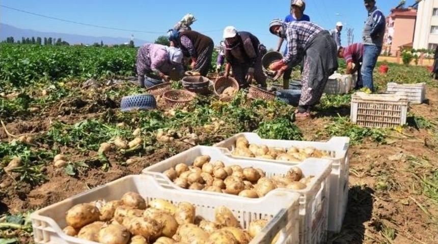 &Ouml;demiş&rsquo;te Yılın İlk Patates Hasadı Yapıldı