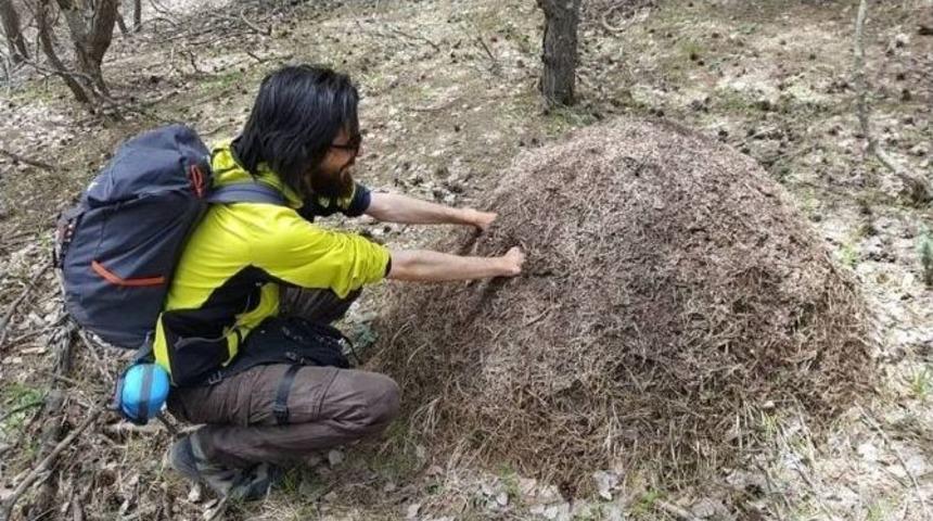 Kırmızı Karıncaların Yuvasına Elini Soktuğuna Pişman Oldu