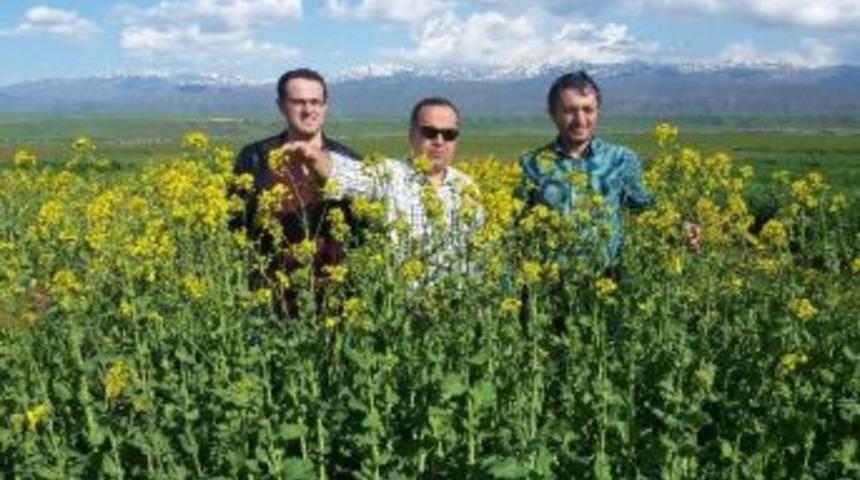 Yemlik Kolza&rsquo;da Olumlu Sonu&ccedil; Alındı