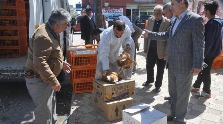 Suşehri Ziraat Odası Üreticilere Tavuk Dağıttı
