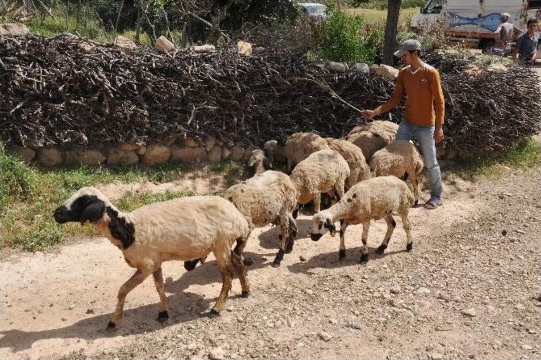 15 G&uuml;nde 250 Koyunu Telef Olan K&ouml;yl&uuml;ler &Ccedil;are İstiyor