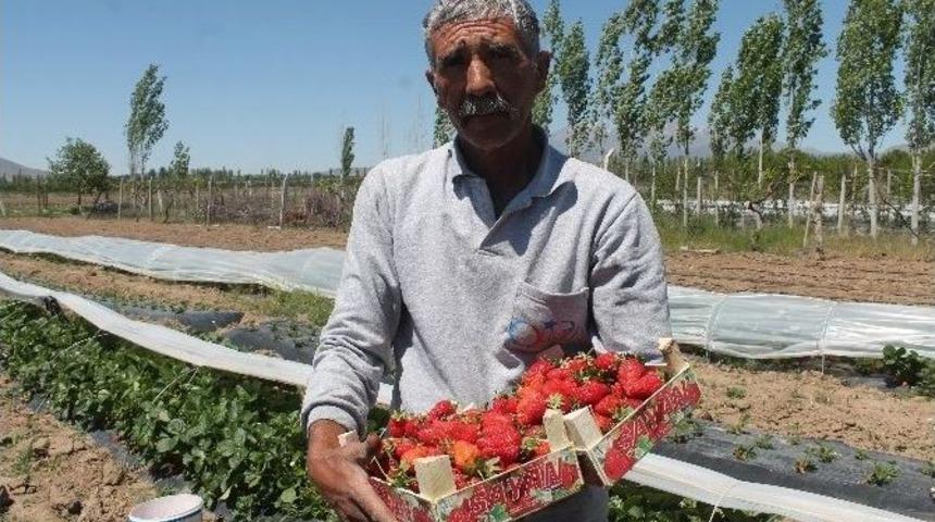 Niğde&rsquo;de Turfanda &Ccedil;ilek Hasadına Başlandı