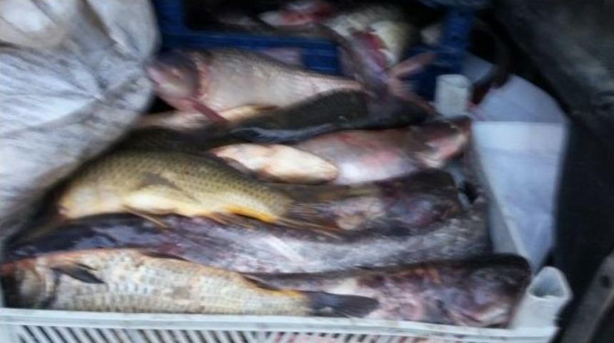 520 Kilo Ka&ccedil;ak Balık Ele Ge&ccedil;irildi