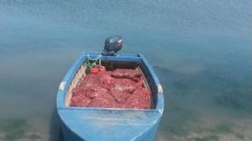 Edirne&rsquo;de 1 Ton Canlı Midye Ele Ge&ccedil;irildi