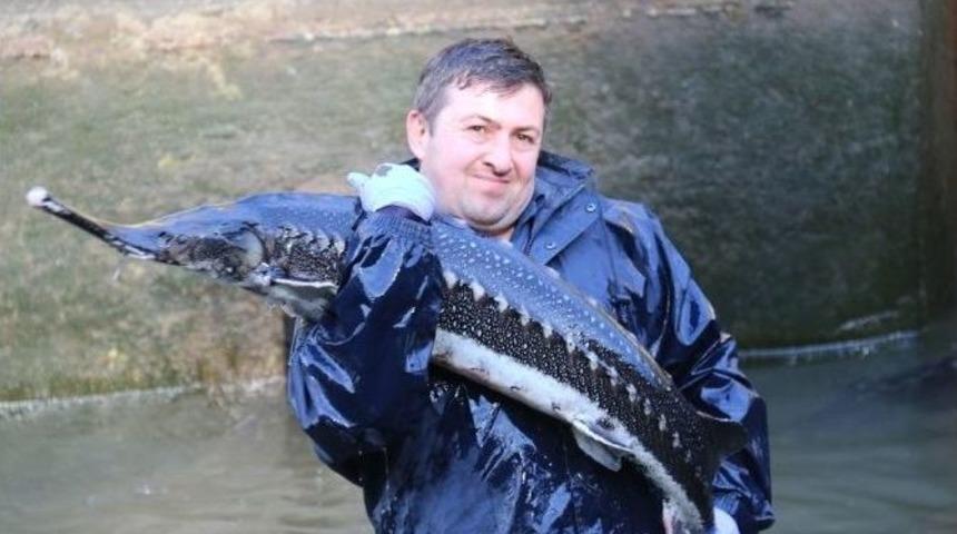 (&ouml;zel Haber) Dinazorlar D&ouml;neminden Kalan Ender Canlılardan Olan Mersin Balığı Koruma Altında