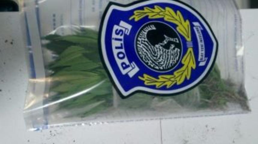 Kulu&rsquo;da 78 K&ouml;k Hint Keneviri Ele Ge&ccedil;irildi