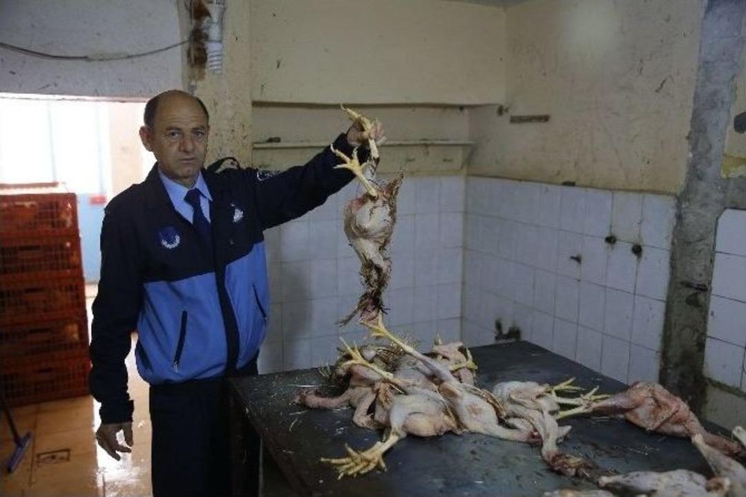 Ka&ccedil;ak Tavuk Operasyonunda Şoke Eden G&ouml;r&uuml;nt&uuml;