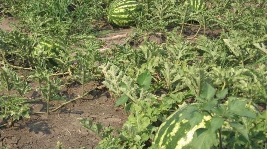 Karpuz &Uuml;reticisinde &ldquo;ithalat&rdquo; Tedirginliği