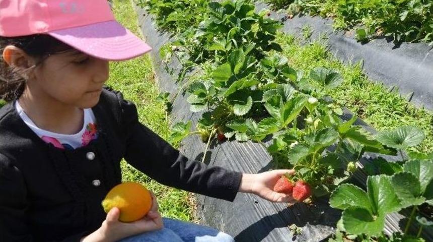 Hem Beslendiler, Hem Eğlendiler