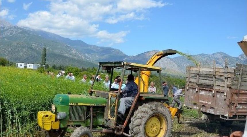 Alternatif Yem Bitkisi Tarla G&uuml;n&uuml;