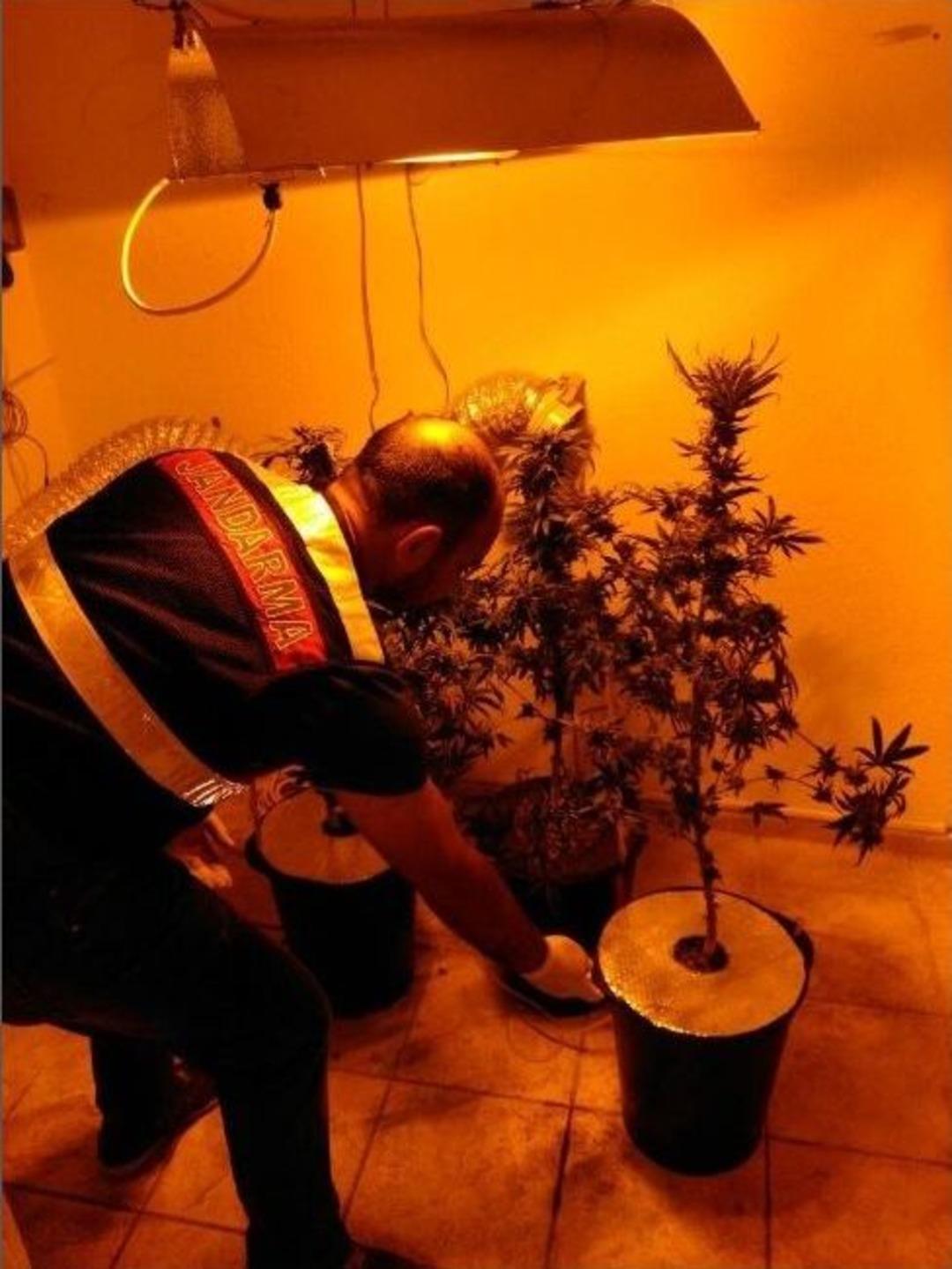 Operasyon Yapılan Evden Kenevir Serası &Ccedil;ıktı