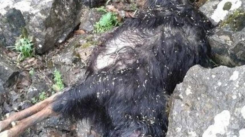 Yaban Hayvanları Ke&ccedil;i S&uuml;r&uuml;s&uuml;n&uuml; Telef Etti